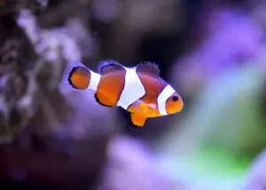 Anemonenfisch