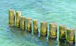 Bild von Algenbildung an Holzsstehern an der Ostseeküste